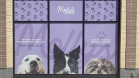 Window Graphics